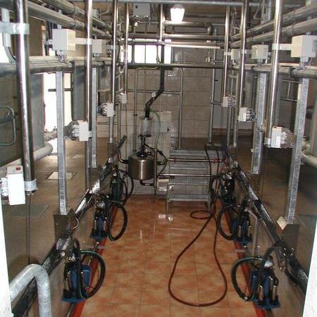 Fischgrätmelkstände