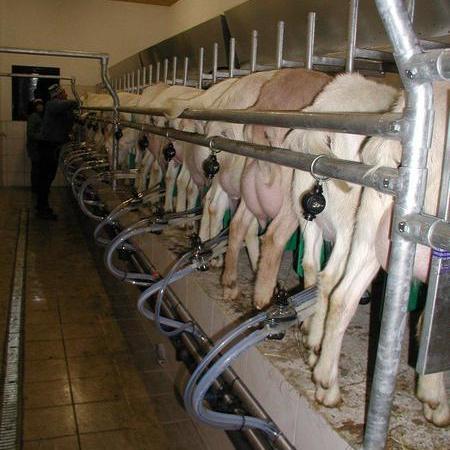 Melkstand Schaf Ziege