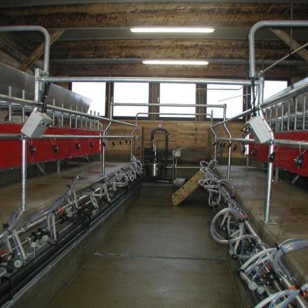 Melkstand Schaf Ziege