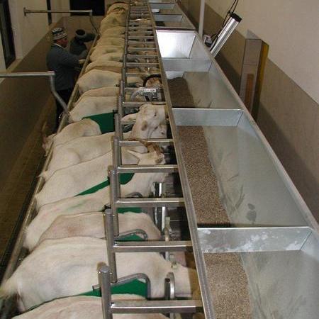 Melkstand Schaf Ziege